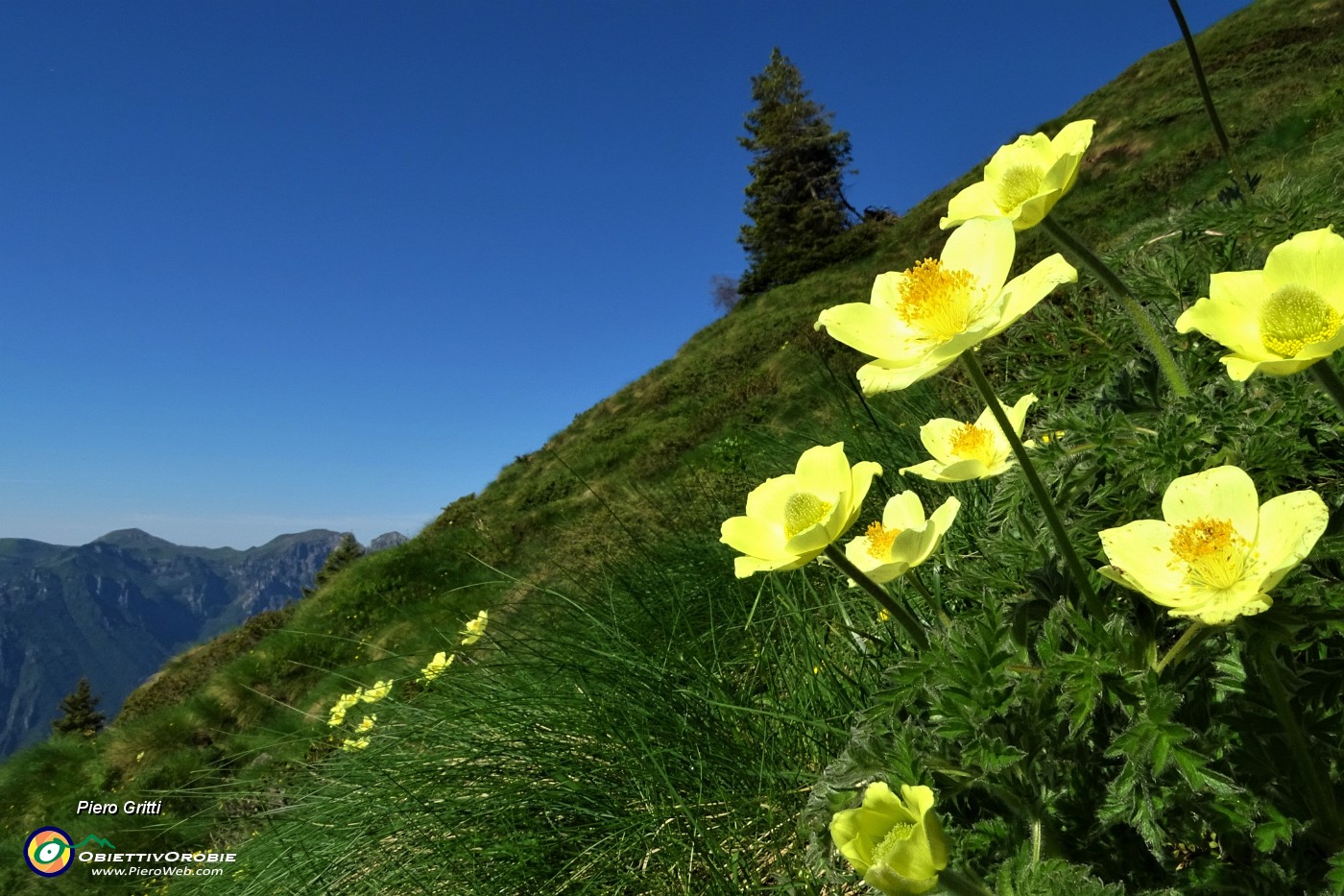 17 Giallo splendente della pulsatilla alpina sulfurea.JPG
